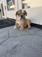 Teddy, a male English Bulldog for sale in Orange, CA – 5 of 10
