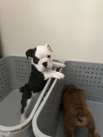 Domino, a male English Bulldog for sale in Orange, CA – 5 of 10