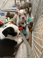 Biscuit, a male English Bulldog for sale in Orange, CA – 2 of 10