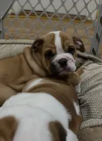 Rufus, a male English Bulldog for sale in Orange, CA – 9 of 10