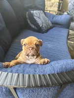 Cinnamon, a female English Bulldog for sale in Orange, CA – 3 of 10