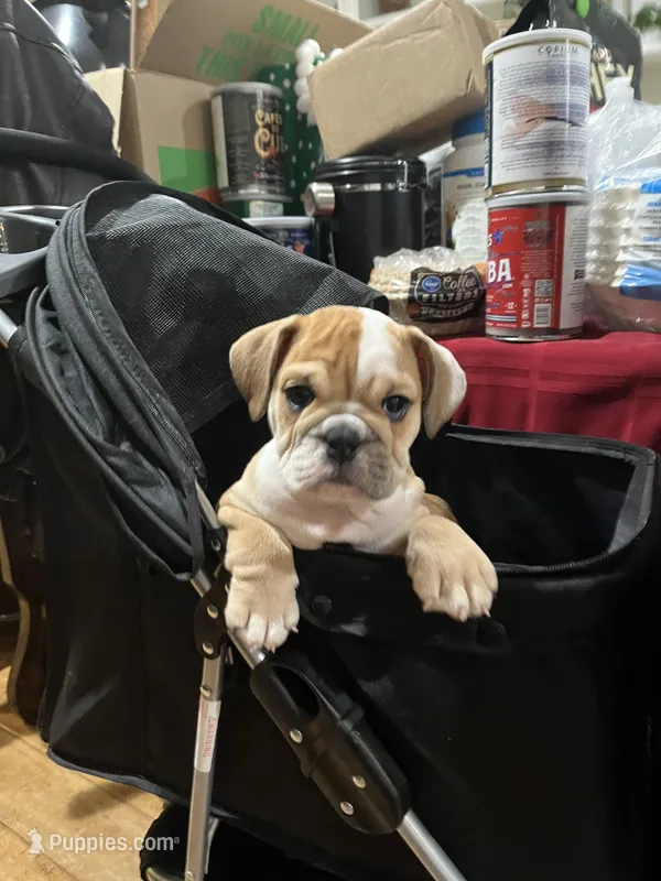 Teddy – English Bulldog puppy for sale in Orange, CA