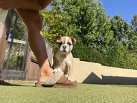 Maya, a male English Bulldog for sale in Orange, CA – 10 of 10