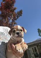 Teddy, a male English Bulldog for sale in Orange, CA – 7 of 10