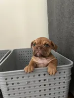 Cinnamon, a female English Bulldog for sale in Orange, CA – 9 of 10