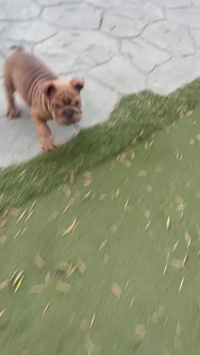 Ash, a male English Bulldog for sale in Orange, CA – 10 of 10