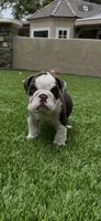 Finn, a male English Bulldog for sale in Orange, CA – 3 of 10