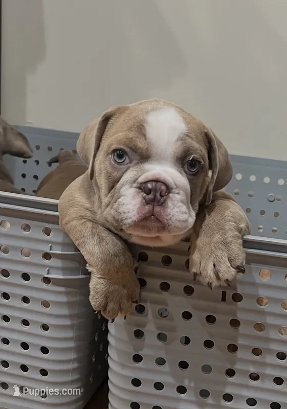 Rocco – English Bulldog puppy for sale in Orange, CA