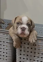 Rocco, a male English Bulldog for sale in Orange, CA – 1 of 10