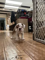 Willow, a female English Bulldog for sale in Orange, CA – 8 of 10