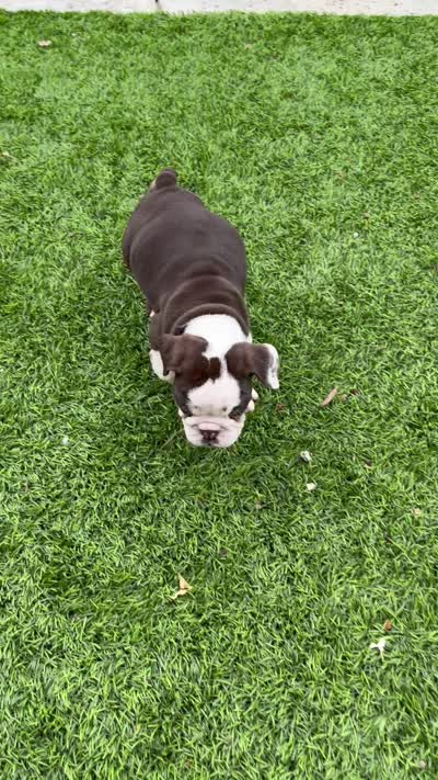 Finn, a male English Bulldog for sale in Orange, CA – 8 of 10