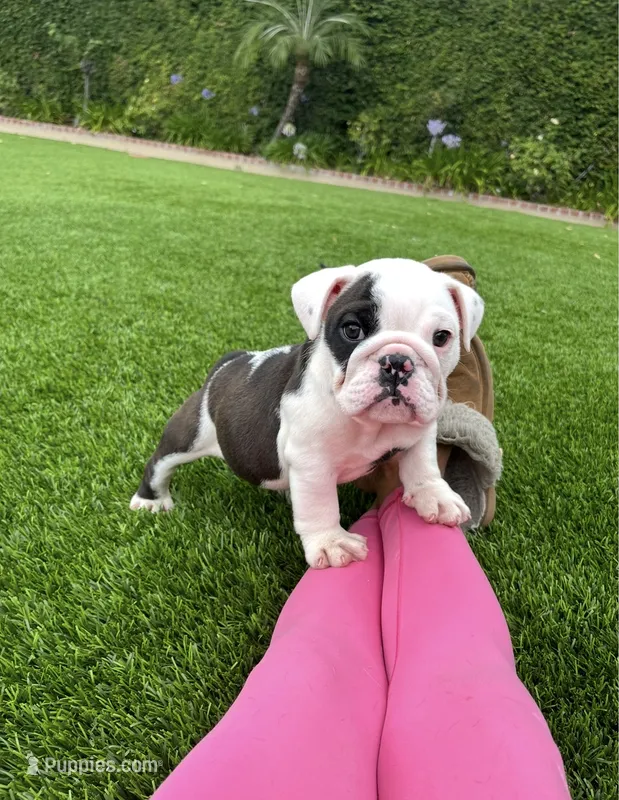Bandit – English Bulldog puppy on hold in Orange, CA