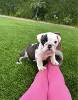 Bandit, a male English Bulldog for sale in Orange, CA – 1 of 10