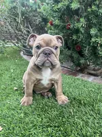 Ash, a male English Bulldog for sale in Orange, CA – 1 of 10