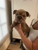 Ash, a male English Bulldog for sale in Orange, CA – 8 of 10