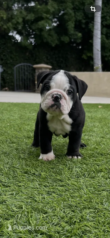 Zeus – English Bulldog puppy for sale in Orange, CA