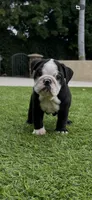 Zeus, a male English Bulldog for sale in Orange, CA – 1 of 10