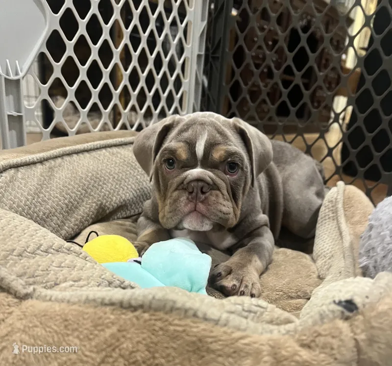 Bruno – English Bulldog puppy for sale in Orange, CA