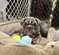 Bruno, a male English Bulldog for sale in Orange, CA – 1 of 10