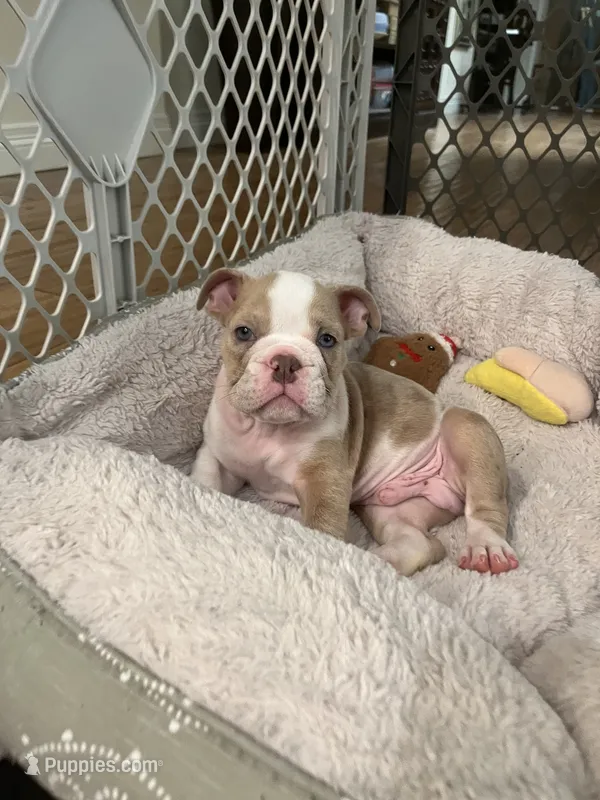 Biscuit – English Bulldog puppy for sale in Orange, CA