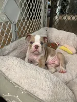 Biscuit, a male English Bulldog for sale in Orange, CA – 1 of 10