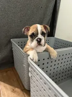 Kona, a female English Bulldog for sale in Orange, CA – 1 of 10