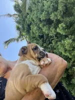 Rufus, a male English Bulldog for sale in Orange, CA – 5 of 10