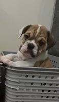 Bruno, a male English Bulldog for sale in Orange, CA – 3 of 10