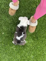 Bandit, a male English Bulldog for sale in Orange, CA – 8 of 10