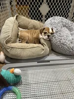 Teddy, a male English Bulldog for sale in Orange, CA – 9 of 10