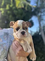 Buster brown , a male English Bulldog for sale in Orange, CA – 7 of 9