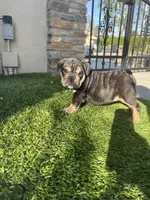 Mocha, a female English Bulldog for sale in Orange, CA – Photo 10 of 10