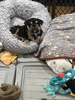 Mocha, a female English Bulldog for sale in Orange, CA – Photo 3 of 10