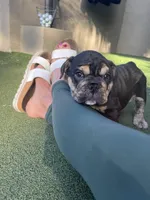 Mocha, a female English Bulldog for sale in Orange, CA – Photo 6 of 10