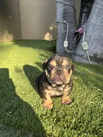 Mocha, a female English Bulldog for sale in Orange, CA – Photo 8 of 10