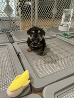 Mocha, a female English Bulldog for sale in Orange, CA – Photo 7 of 10