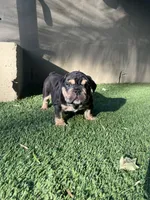 Mocha, a female English Bulldog for sale in Orange, CA – Photo 9 of 10