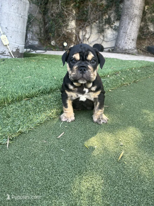 Mocha – English Bulldog puppy for sale in Orange, CA