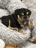 Mocha, a female English Bulldog for sale in Orange, CA – Photo 2 of 10