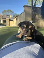 Mocha, a female English Bulldog for sale in Orange, CA – Photo 4 of 10