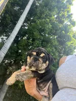Mocha, a female English Bulldog for sale in Orange, CA – Photo 5 of 10