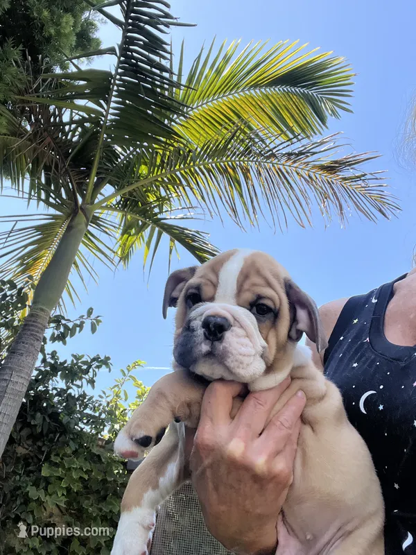 Rufus – English Bulldog puppy for sale in Orange, CA