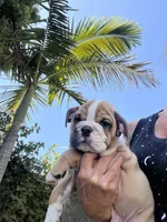 Rufus, a male English Bulldog for sale in Orange, CA – 1 of 10