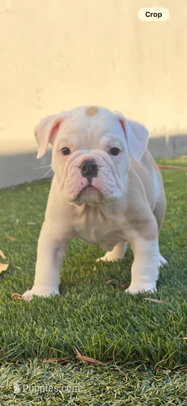 Ziggy – English Bulldog puppy for sale in Orange, CA