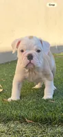 Ziggy, a male English Bulldog for sale in Orange, CA – 1 of 10