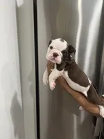 Brownie , a female English Bulldog for sale in Orange, CA – 7 of 10