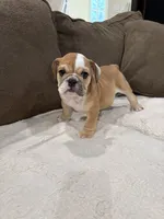 Teddy, a male English Bulldog for sale in Orange, CA – 3 of 10