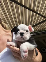 Domino, a male English Bulldog for sale in Orange, CA – 3 of 10
