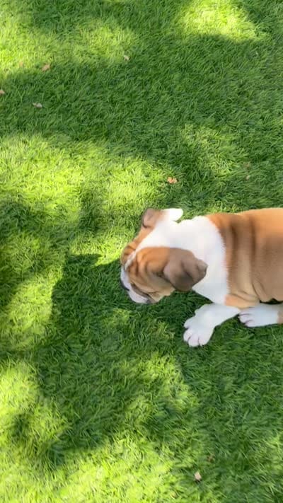 Bruno, a male English Bulldog for sale in Orange, CA – 10 of 10