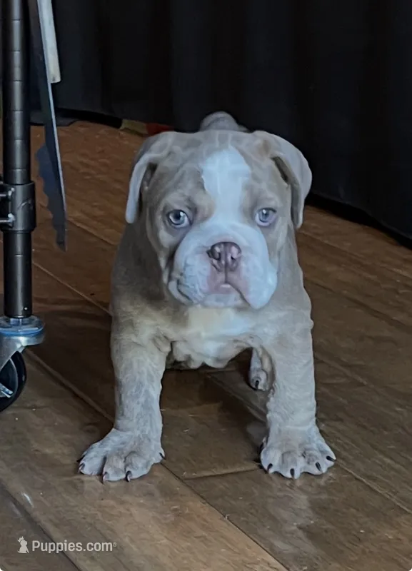 Rocco – English Bulldog puppy for sale in Orange, CA
